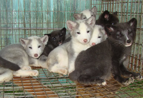 皮毛动物专用芽孢杆菌【详情请点击】