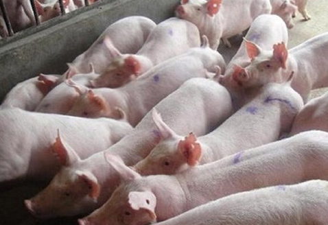 猪专用用乳酸菌【详情请点击】