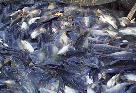 水产专用芽孢杆菌【详情请点击】