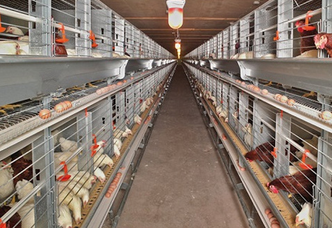 蛋鸡专用乳酸菌【详情请点击】