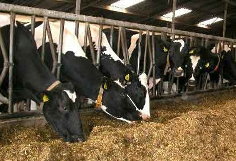 奶牛专用芽孢杆菌【详情请点击】