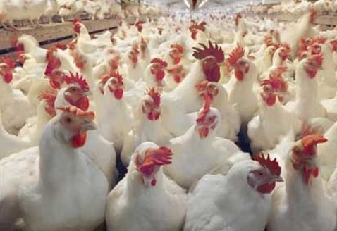 肉鸡专用乳酸菌【详情请点击】