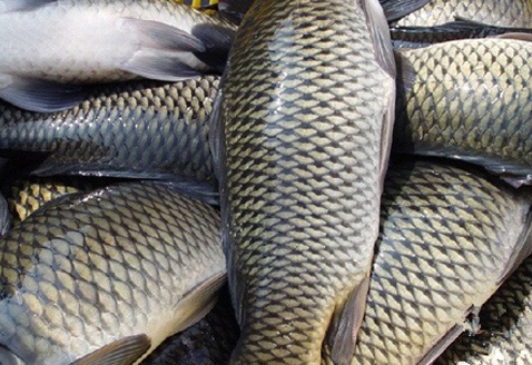 淡水养殖专用乳酸菌【详情请点击】