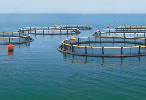 调水专用芽孢杆菌【详情请点击】