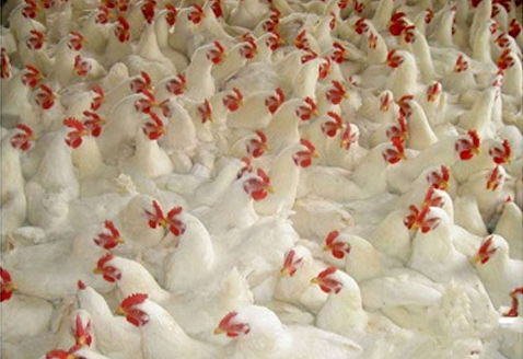 畜禽专用芽孢杆菌【详情请点击】